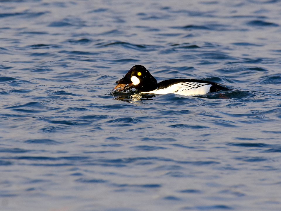 Common goldeneye at Seedskadee National Wildlife Refuge