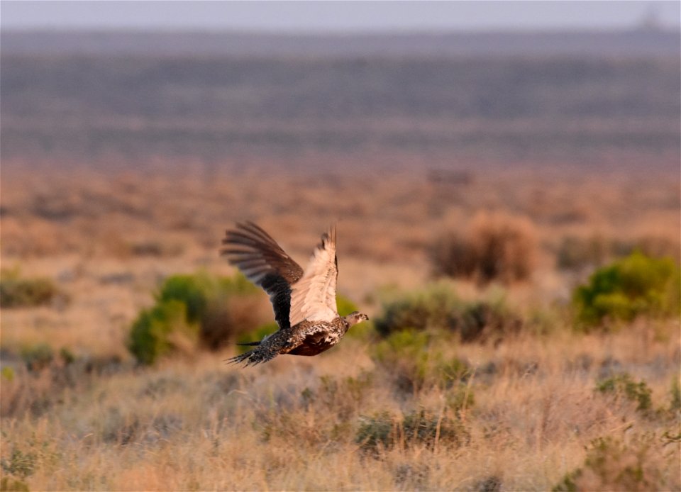 Greater sage-grouse at Seedskadee National Wildlife Refuge