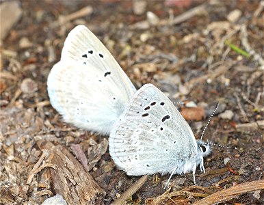 BLUE, BOISDUVAL'S (Plebejus icarioides) (07-08-2022) 5200 ft, east of lincoln, mt, w of rogers pass, helena nat forest -01 photo