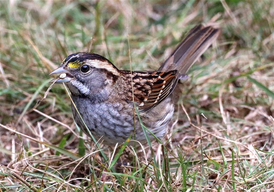 895 - WHITE-THROATED SPARROW (10-16-2022) white-striped, crescent city, del norte co, ca  (6)