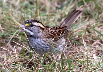 895 - WHITE-THROATED SPARROW (10-16-2022) white-striped, crescent city, del norte co, ca  (6)