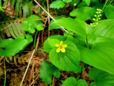 Stream Violet and False Lily of the Valley, Mt. Baker-Snoqualmie National Forest. Photo by Anne Vassar May 17, 2021.