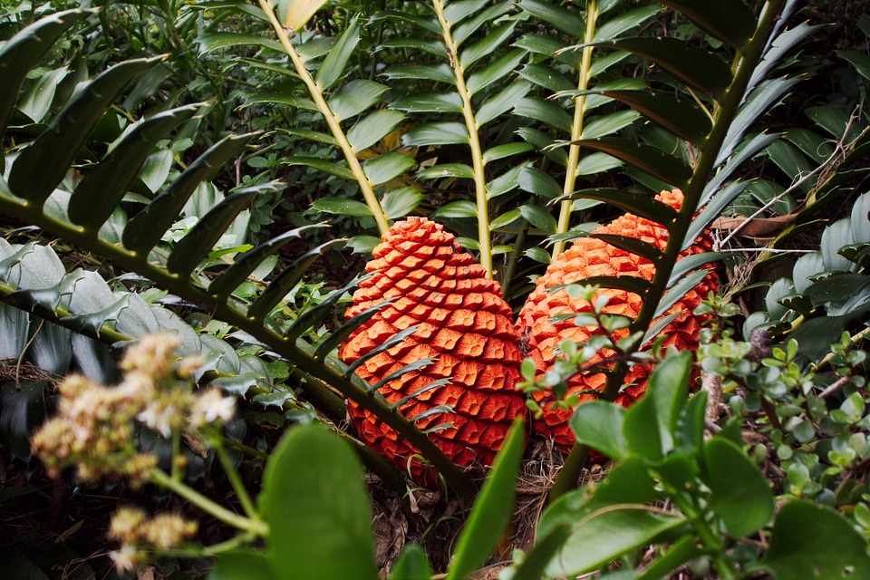 Fruit flowers tree