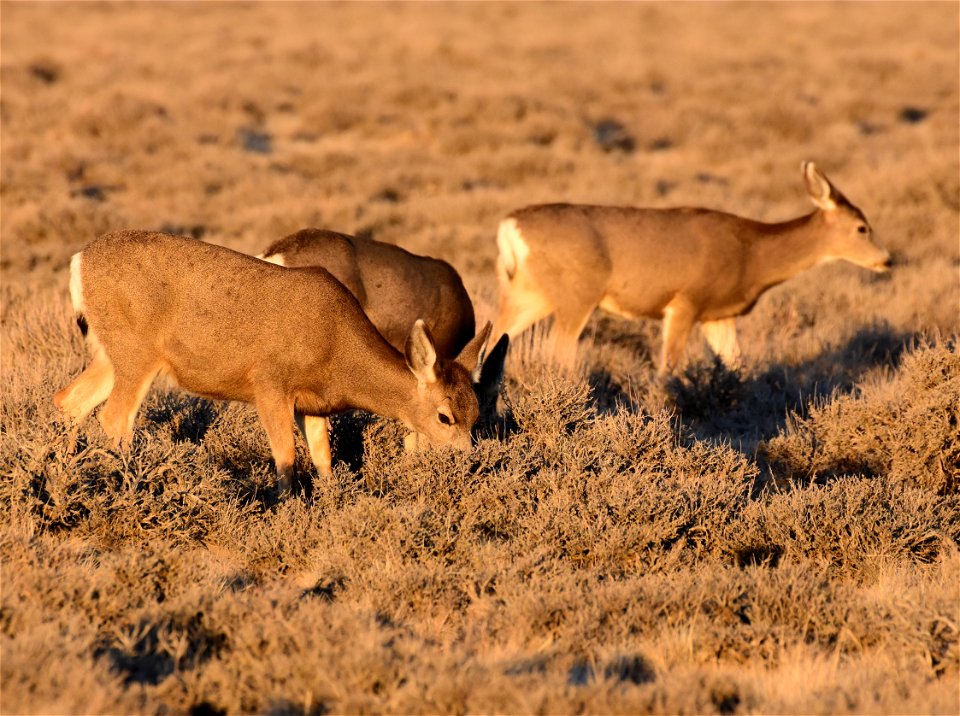 Mule deer at Seedskadee National Wildlife Refuge
