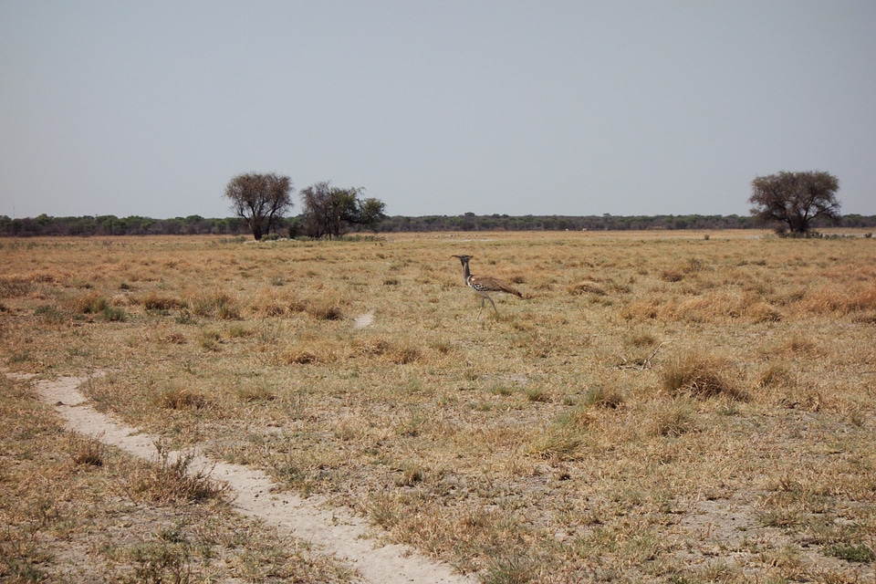 Ostrich savana tree