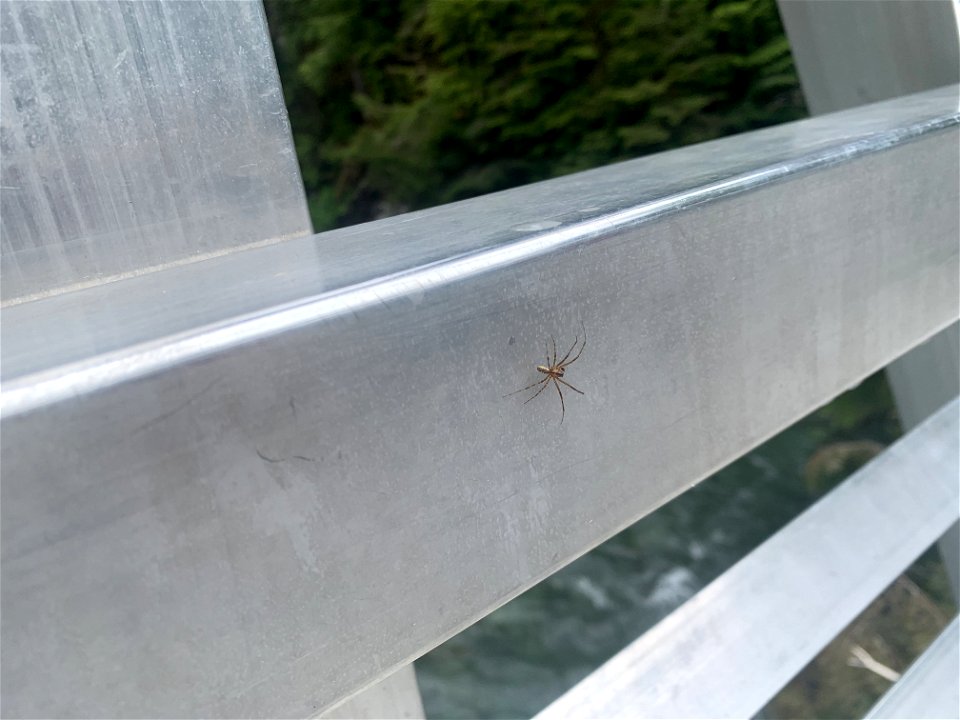 Big 4, Mt. Baker-Snoqualmie National Forest. Photo by Sydney Corral June 28, 2021