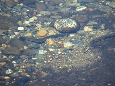 Lamprey photo