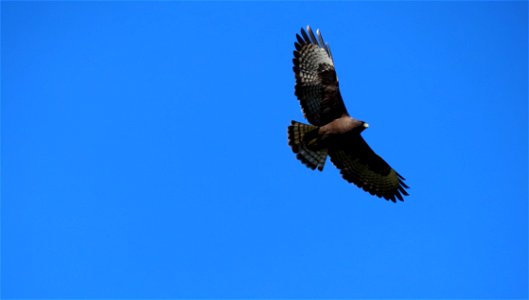 Short-tailed Hawk photo