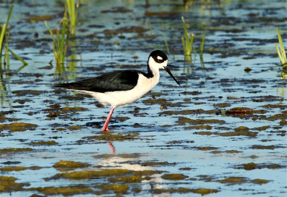 Black-Necked Stilt Huron Wetland Management District South Dakota photo