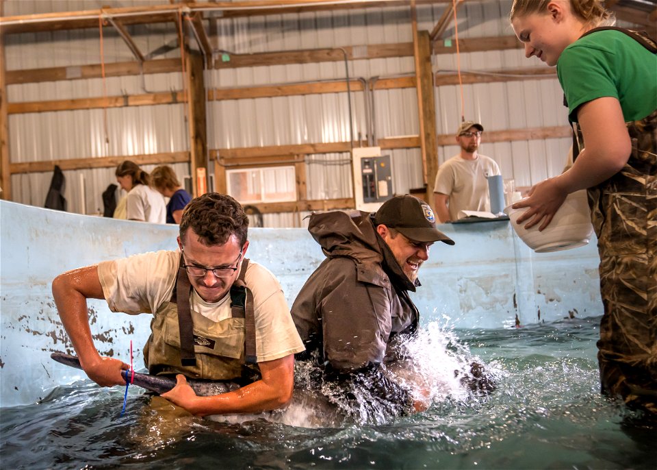 Spawning a Female Paddlefish photo