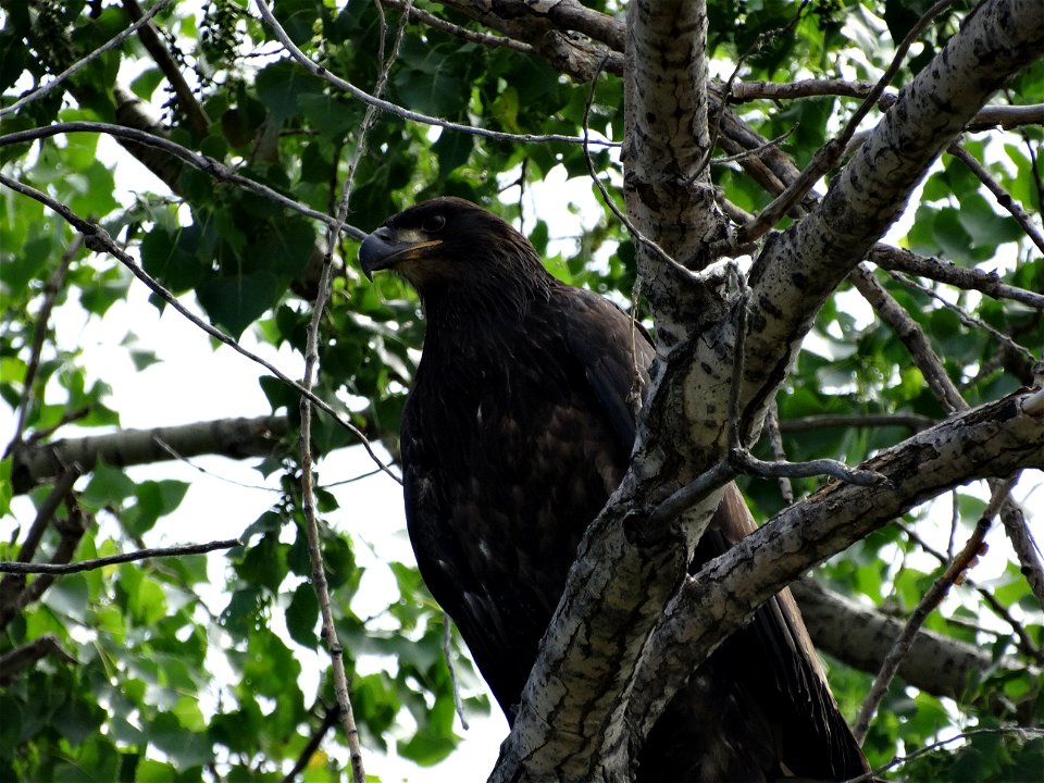 Immature American Bald Eagle on Lake Andes National Wildlife Refuge South Dakota.