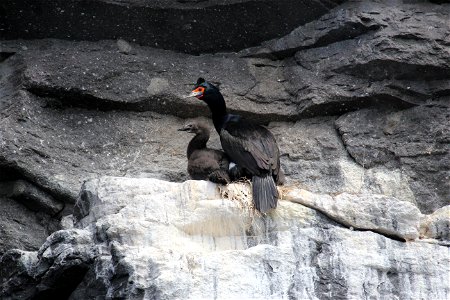Red-Faced Cormorant, 1 Adult & 1 Juvenile photo
