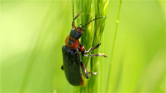 Cantharis rustica, ein Käfer mit Herz (wenn auch einem schwarzen)!