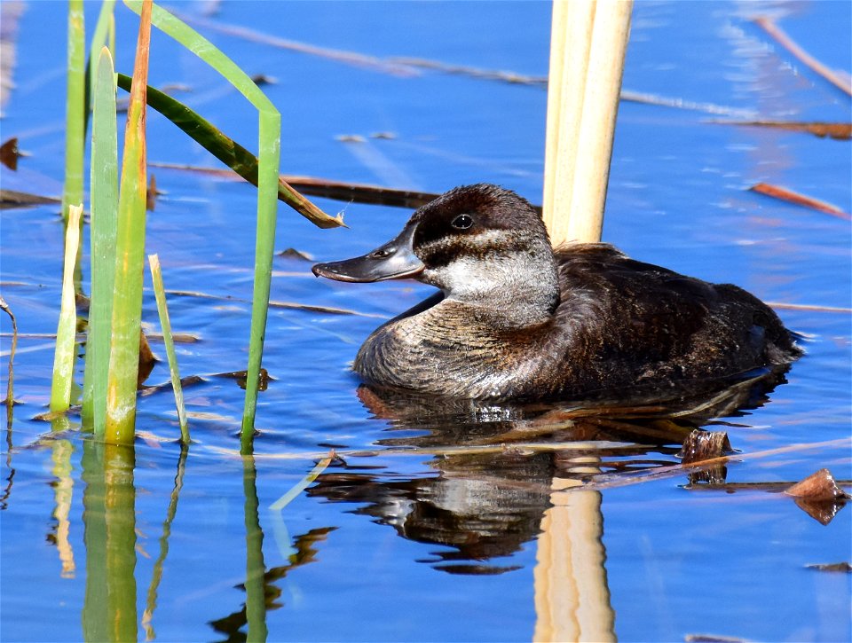 Ruddy duck at Seedskadee National Wildlife Refuge