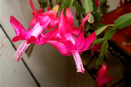 Christmas_cacti_2023_0217_105824