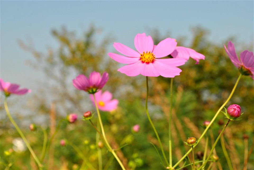 Cosmos Flowers