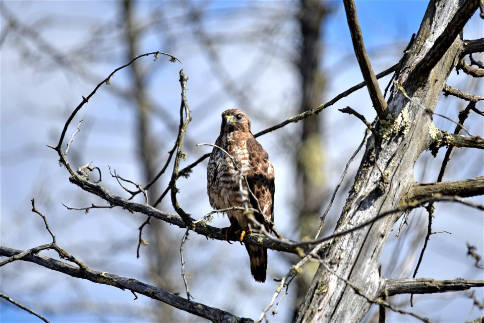 Broad-winged hawk photo