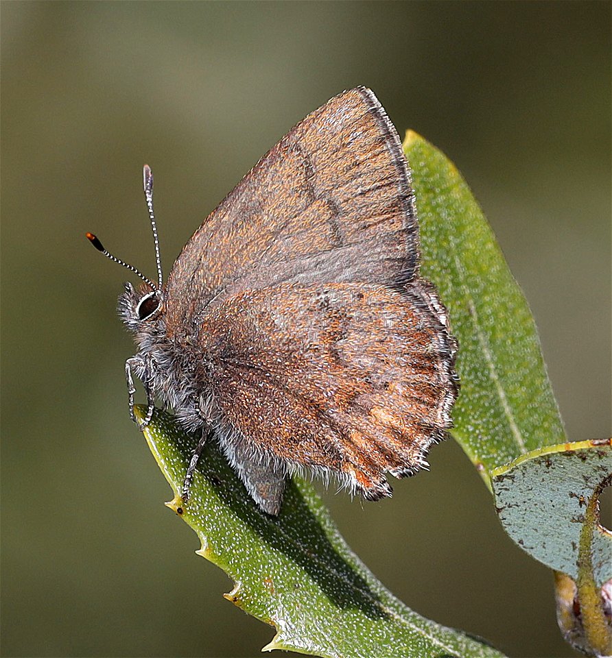 ELFIN, MOSS'S (Callophrys mossii) (04-06-2022) french hill road, smith river nat rec area, del norte co, ca -04