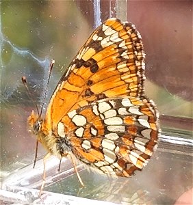 CHECKERSPOT, NORTHERN (Chlosyne palla) (05-15-2022)  howell botanical drive, middle of days gulch bot area, 8 dollar road, josephine co, or (2)