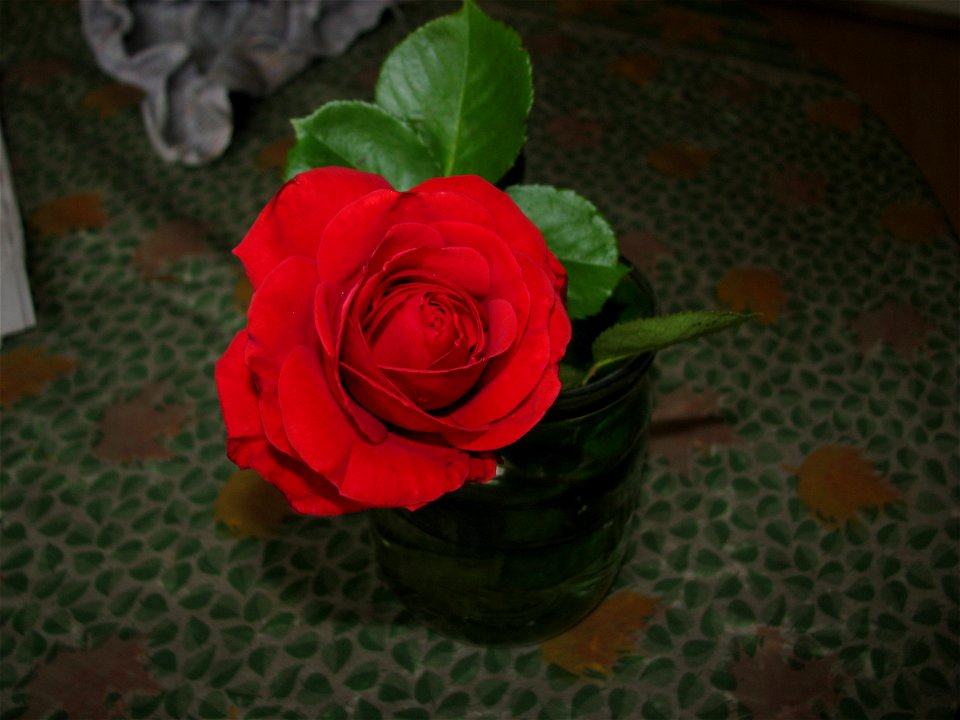 trandaf2009_0517_081949