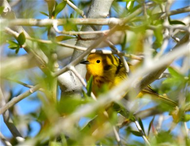 Yellow warbler on Seedskadee National Wildlife Refuge