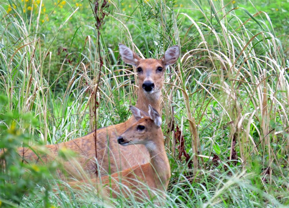 White-tailed Deer at Port Louisa National Wildlife Refuge in Iowa