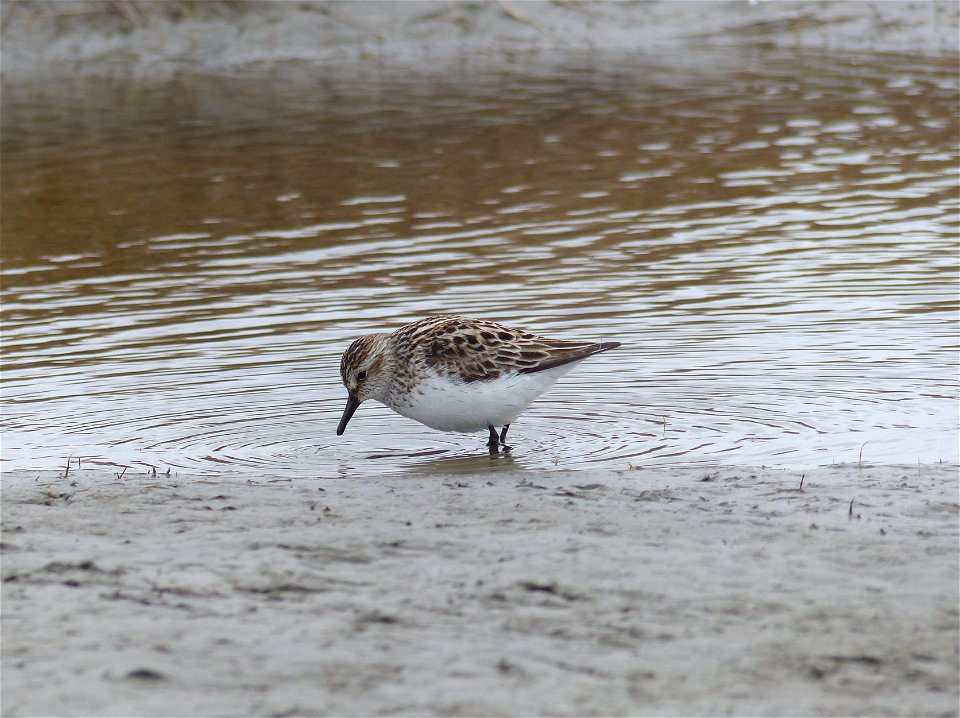 Semipalmated Sandpiper photo