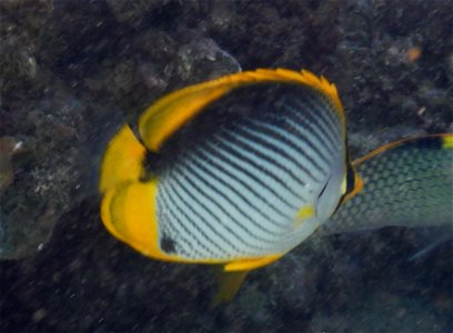 Chaetodon melannotus 1