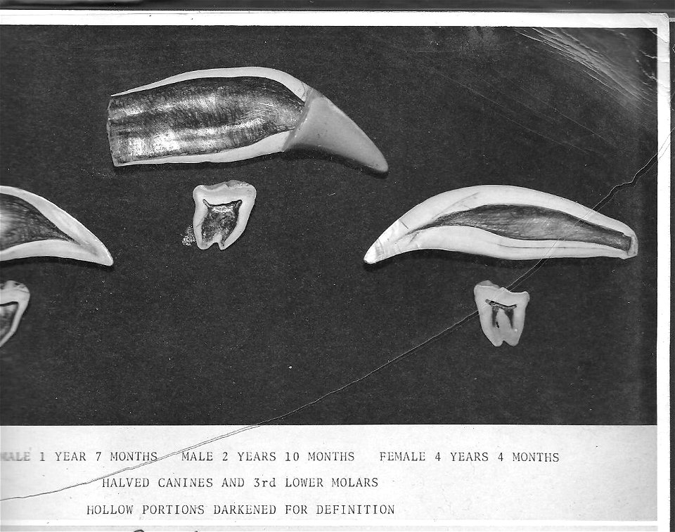 (1964) Halved Bear Teeth