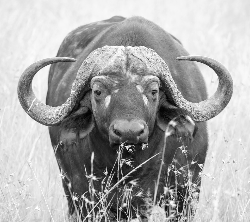 Animal horns large