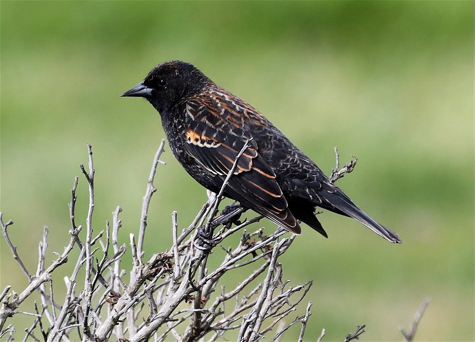 930 - TRI-COLORED BLACKBIRD (03-14-2022) first year male, base of B street pier, crescent city, del norte co, ca -14