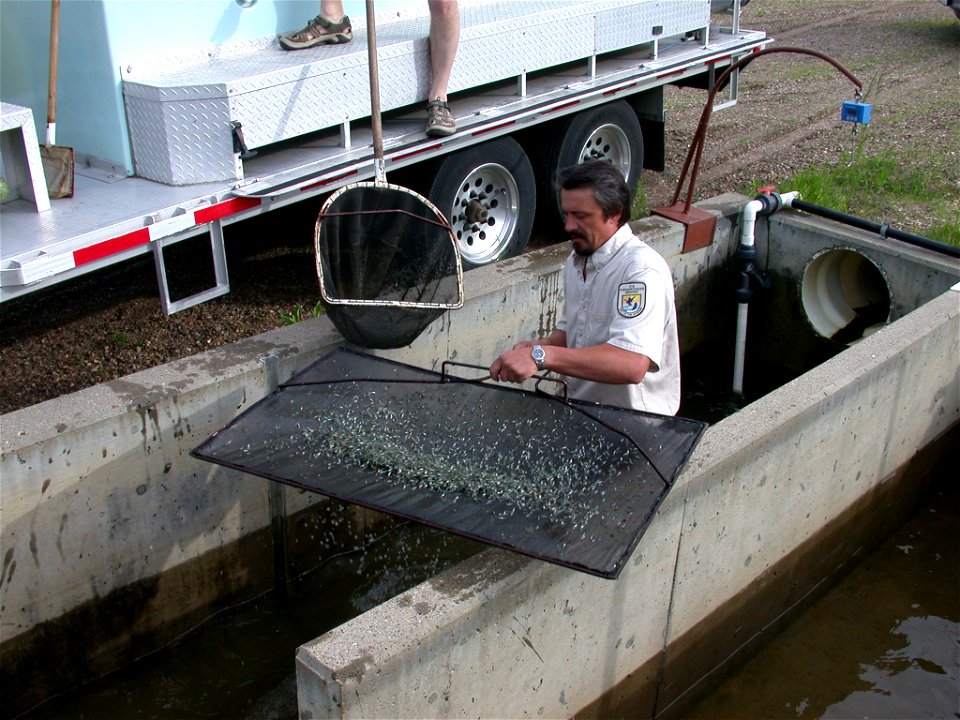 Harvesting Perch