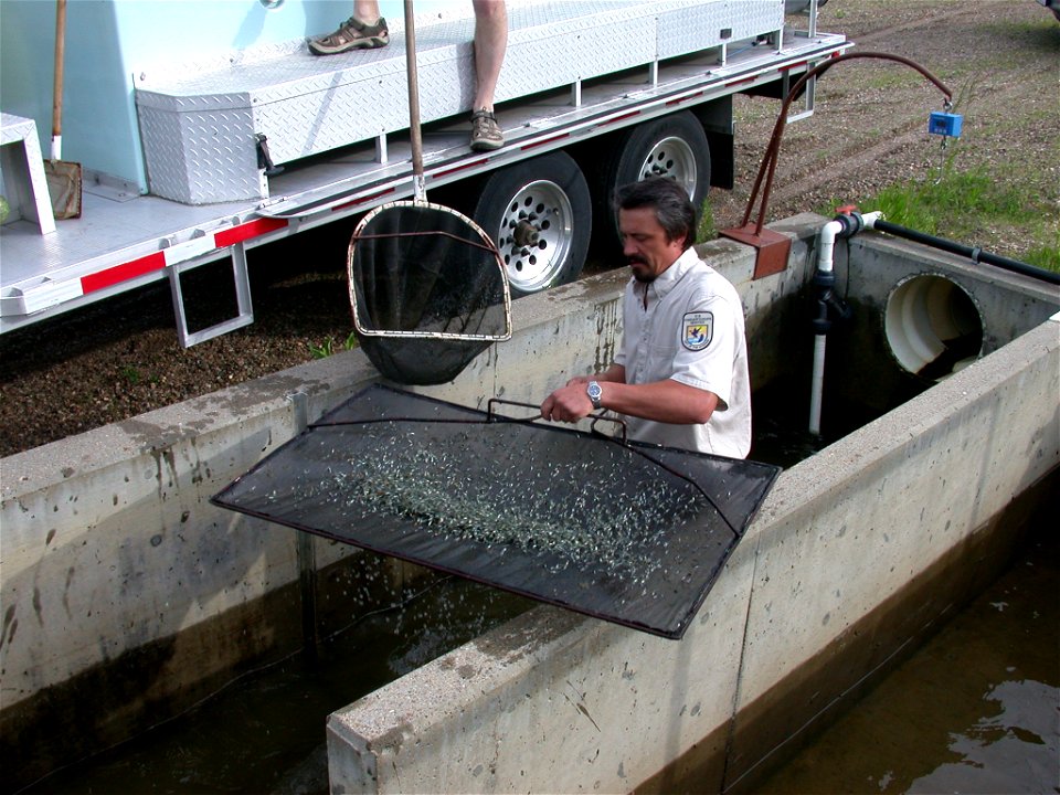 Harvesting Perch photo