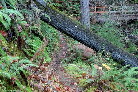 img_2190_tree-across-trail-near-trail-bridge-16-miles-from-calf-ck-thjpg_49364511791_o photo