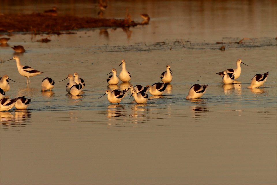 Fall Plumage American Avocets Huron Wetland Management District