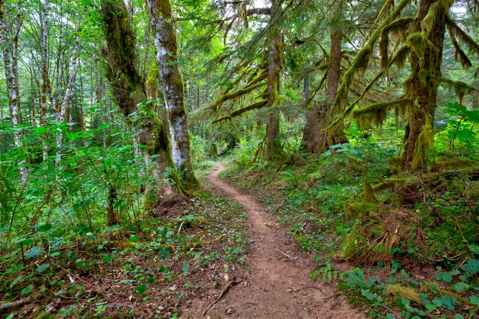 PNTA-Swift Creek-Mount Baker-16