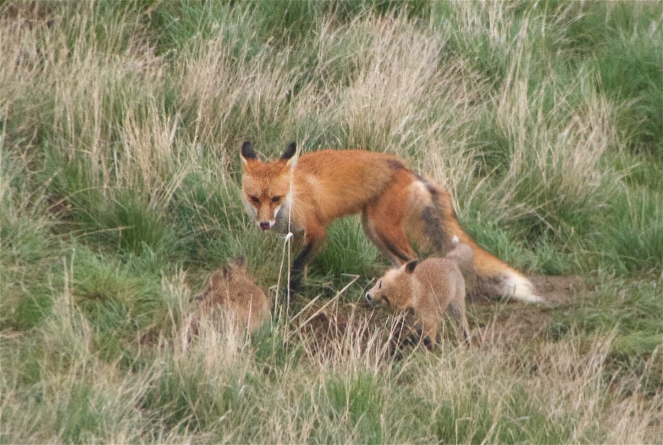 Bruno and Three Fox Pups