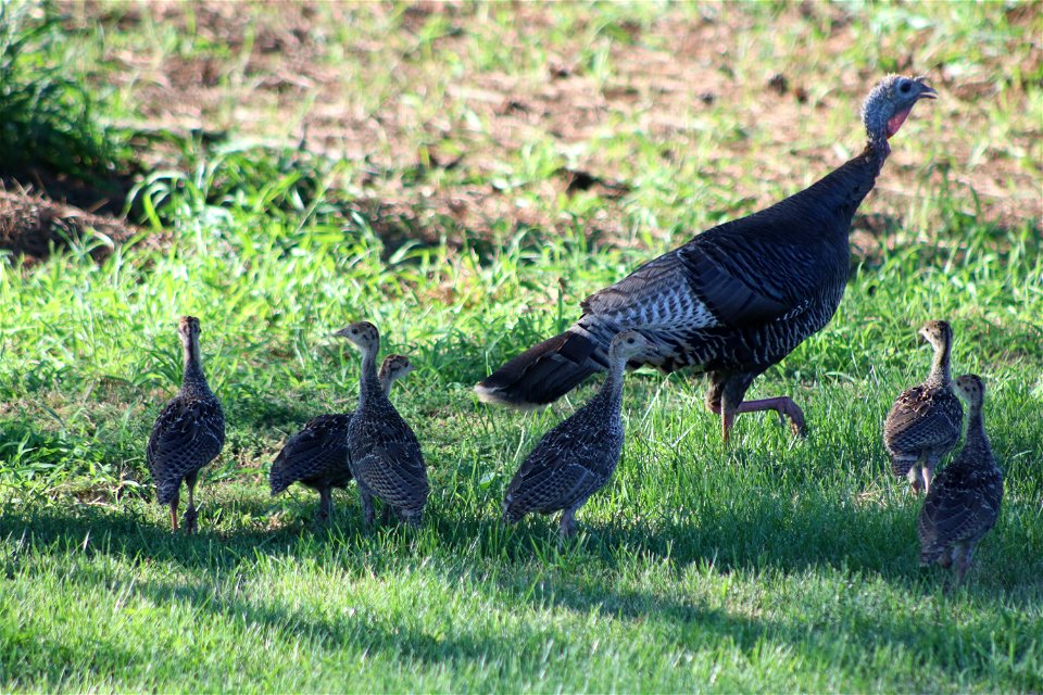 Wild Turkey and Poults Karl E Mundt National Wildlife Refuge
