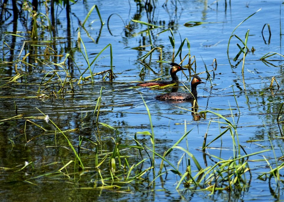 Eared Grebes Lake Andes Wetland Management District South Dakota