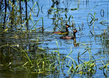 Eared Grebes Lake Andes Wetland Management District South Dakota