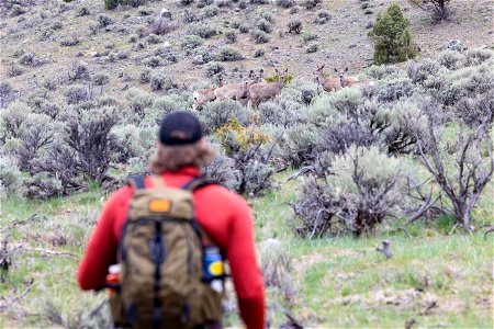 Hiker keeps 25 yards away from a group of mule deer photo