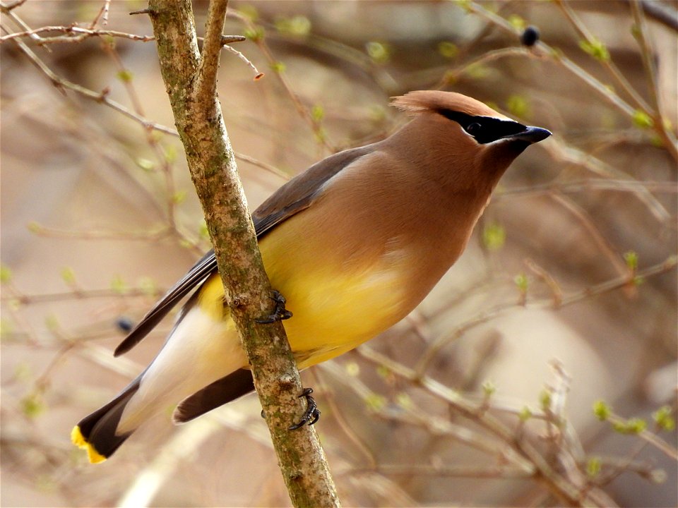 2022-CedarWaxwing-01.jpg
