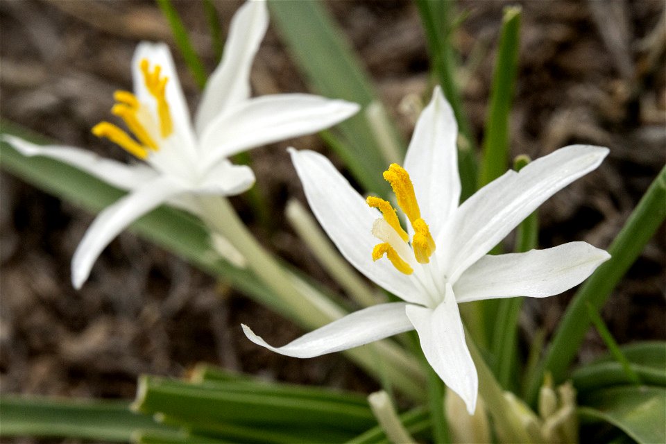Leucocrinum montanum
