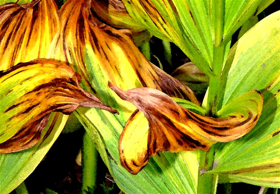 CALIFORNIA CORN LILY - PHOTOSHOP WATERCOLOR -02a