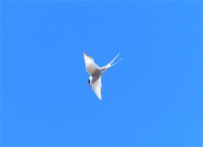 Arctic Tern in flight photo