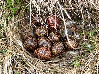 Ptarmigan nest filled with eggs photo