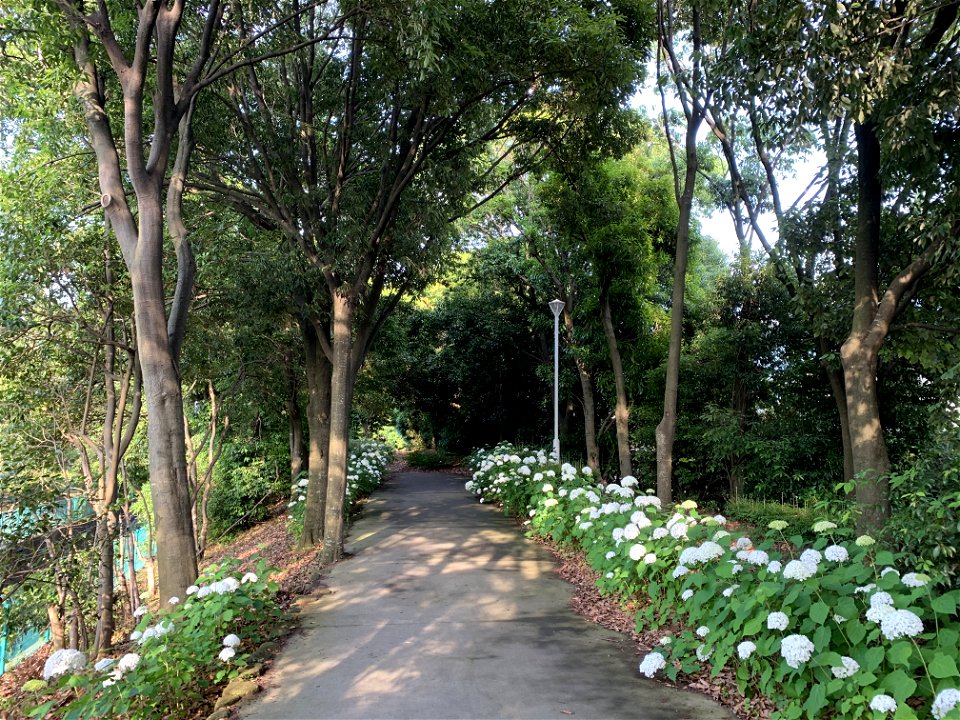 Park in Yumenoshima, Koto-ku photo