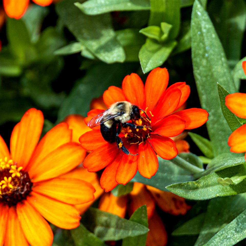 Day 296 - Busy Bee photo