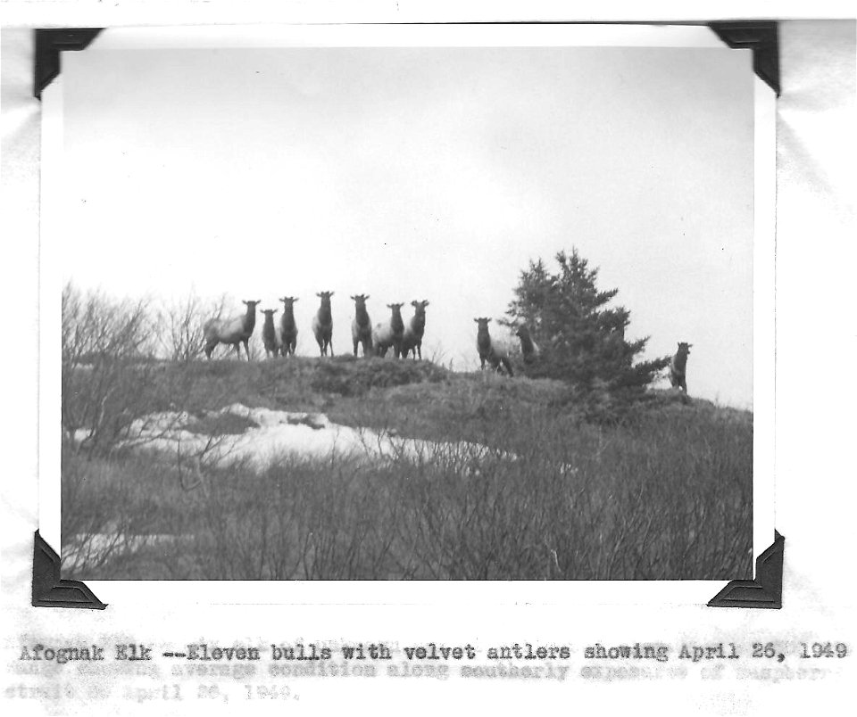 (1949) Afognak Elk photo