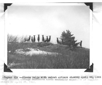 (1949) Afognak Elk photo